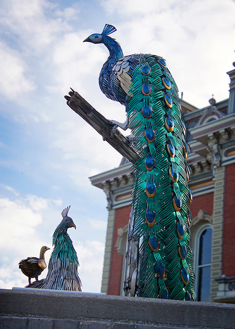 Fair Feathered Friends