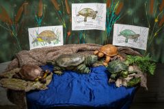 The Turtles of Eagle Marsh
